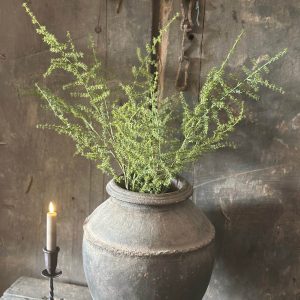 Kunsttak Asparagus Setaseus L